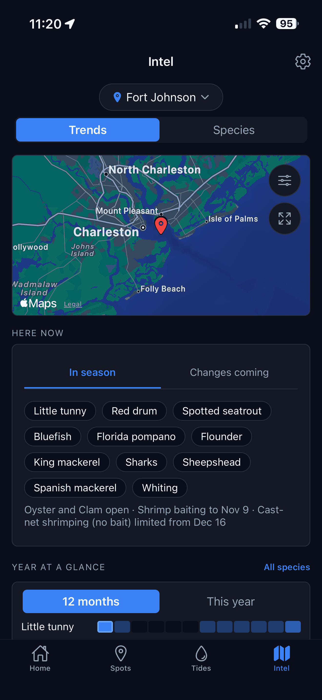 Inshore Intel tab on Trends for Fort Johnson: a map of Charleston Harbor above a Here now card listing the species in season and the open harvests