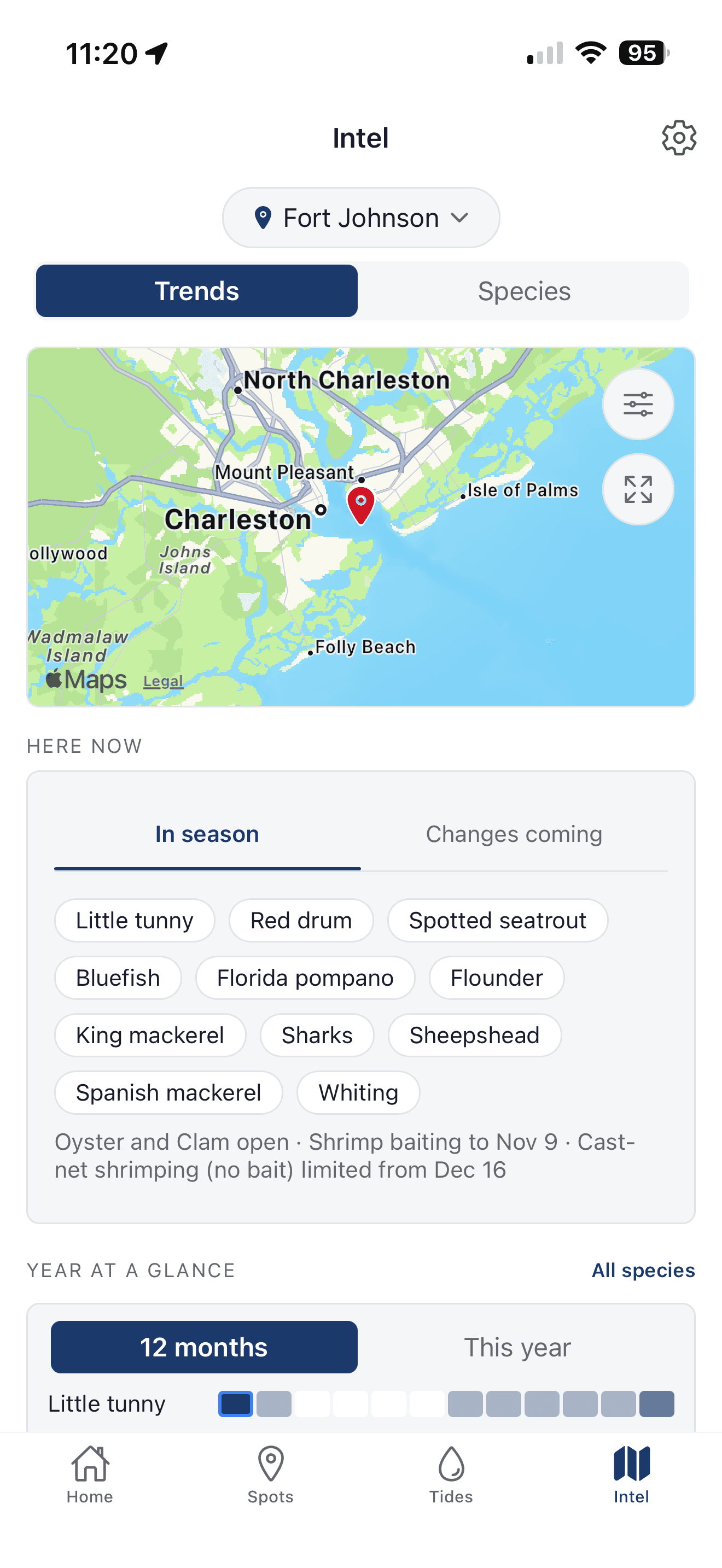 Inshore Intel tab on Trends for Fort Johnson: a map of Charleston Harbor above a Here now card listing the species in season and the open harvests